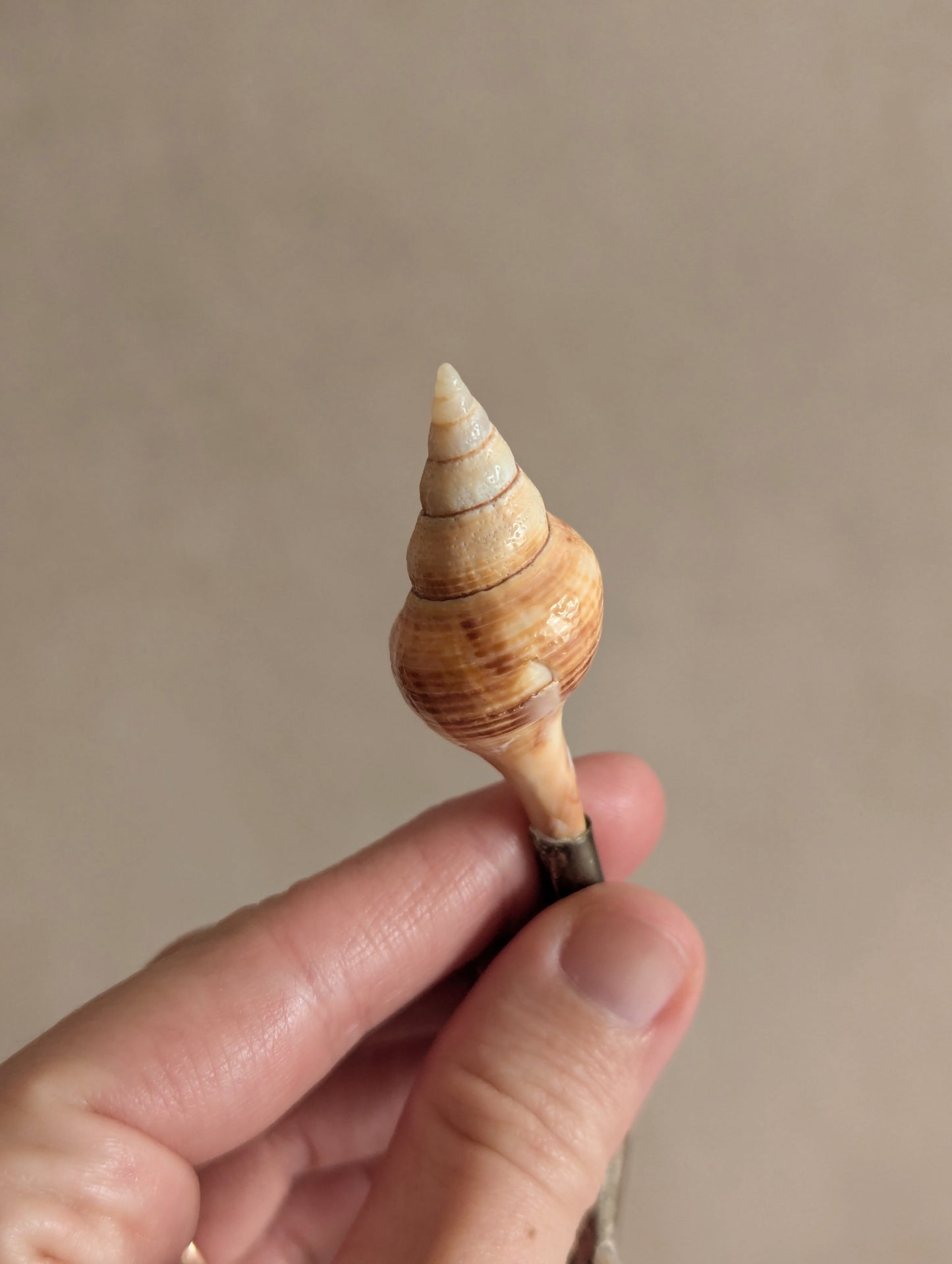 Mother of Pearl Caviar Shell Spoons, Set of Seven